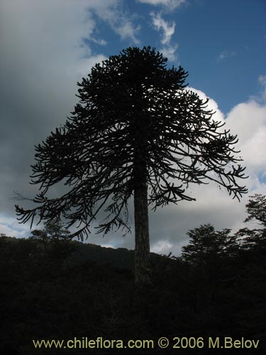 Фотография Araucaria araucana (Araucaria / Pehuén / Piñonero). Щелкните, чтобы увеличить вырез.